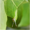 apatura ilia larva4b tula